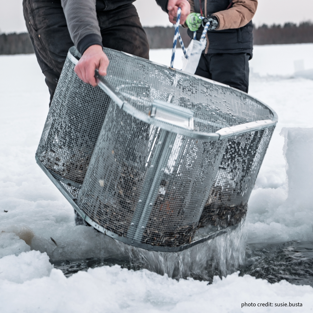 Cloverleaf Trap – 3-Entry Design That Outperforms Standard Minnow